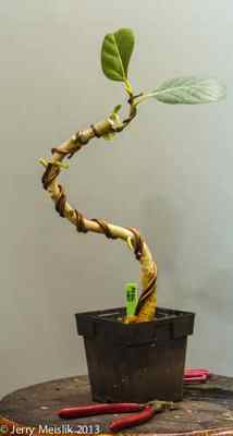 Wired